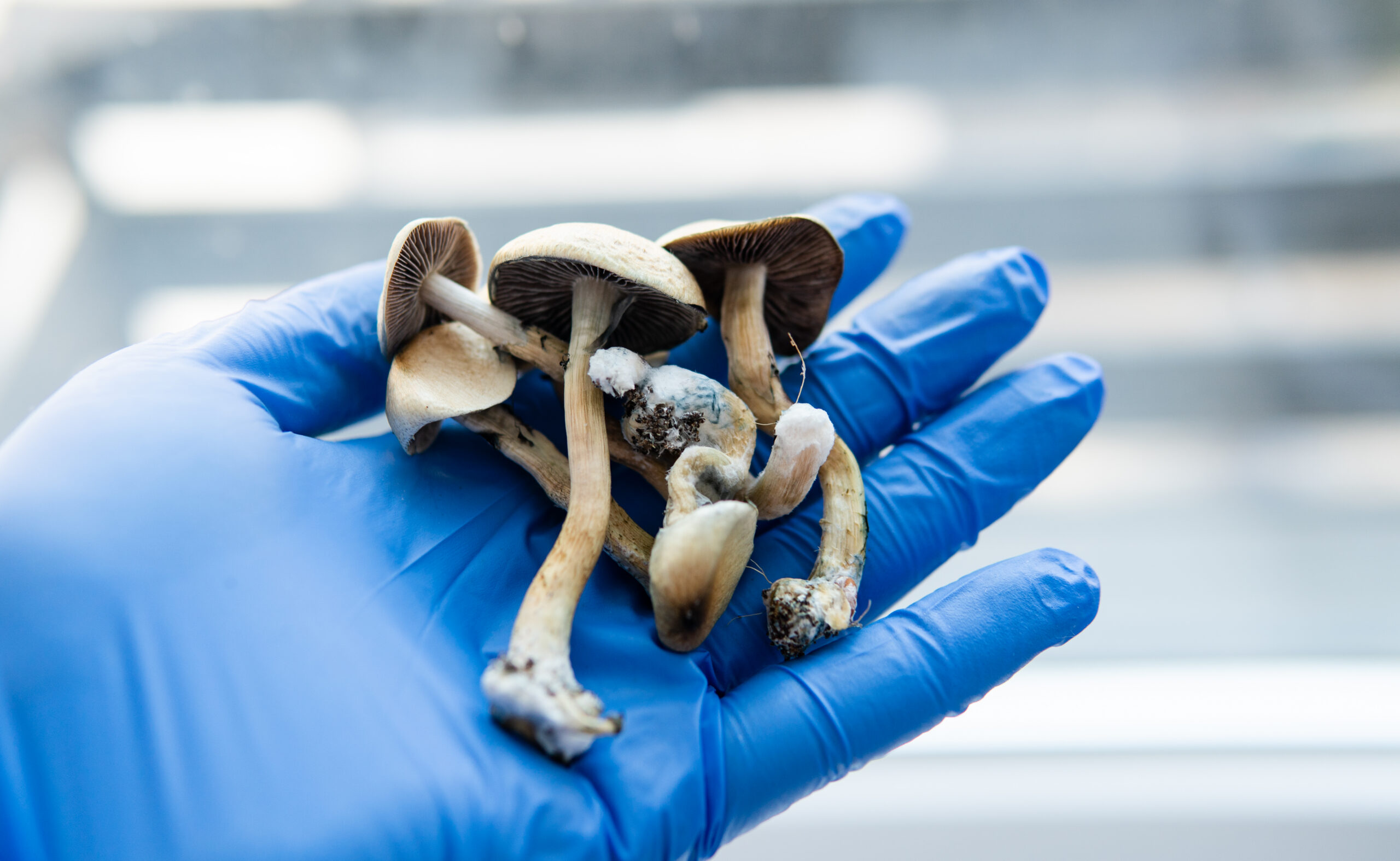 are psychedelic mushrooms legal in California